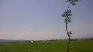 Foto:Panorama Persawahan Tal, Kecamatan Satarmese (Foto: Ardy Abba/VoN)