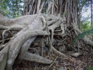 Foto: Kondisi benteng tiga dimana akar beringin terlihat mengikat bangunan yang tersisa di Pulau Ende, Kabupaten Ende (Foto : Ian)