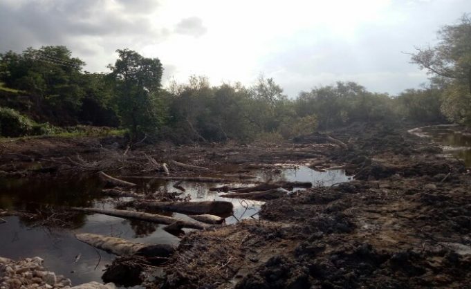 Ratusan Hektare Hutan Mangrove di Desa Aeramo Terancam 