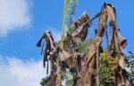 Salah satu pohon pisang yang mati di Desa Tengku Leda, Kecamatan Lamba Leda, Kabupaten Manggarai Timur (Foto: Dok. Pastor Vinsensius Darmin Mbula)