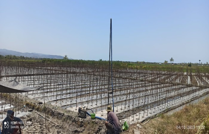 Lahan hortikultura yang siap ditanami lombok, tomat dan sayuran