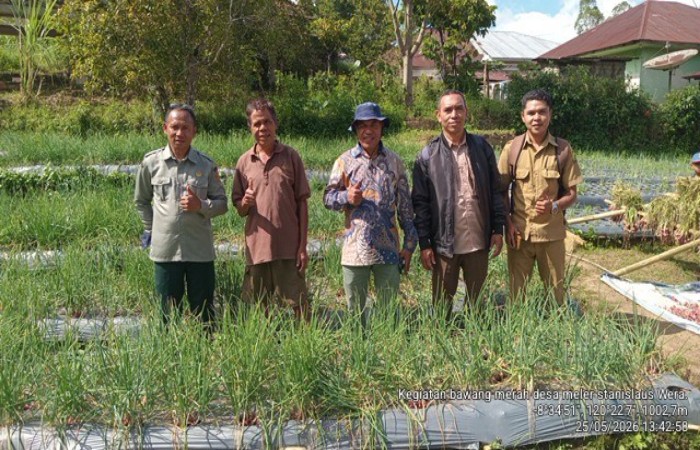 Petani Desa Meler Sukses Budidayakan Bawang Merah di Daerah Dingin